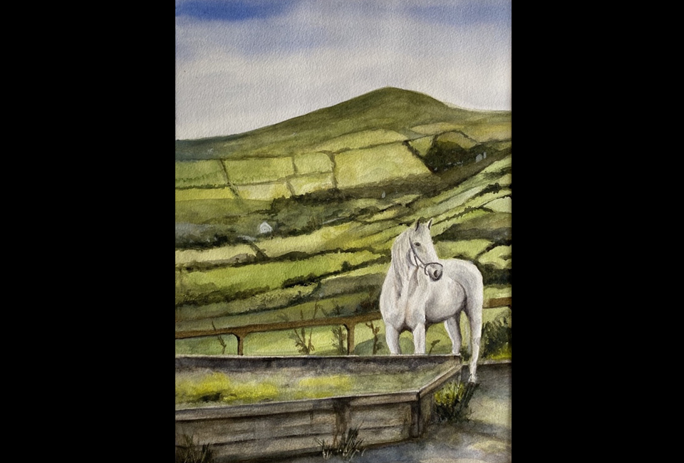 Horse in Dingle Ireland
