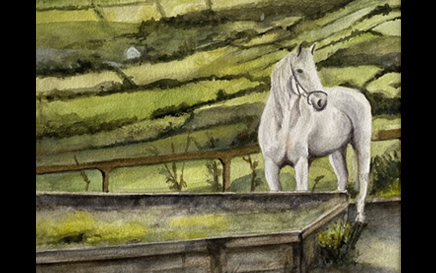 Horse in Dingle Ireland